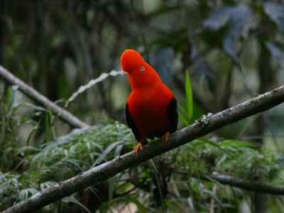 Enchanting Highlights off Perú 20D